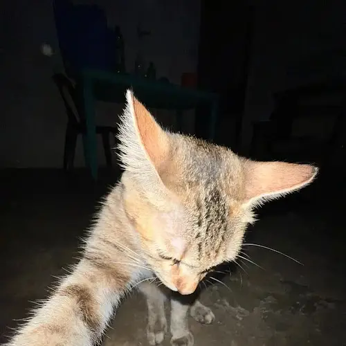 vaishu's avatar