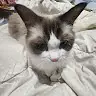 ZaraLai_407's avatar