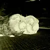 Lyd__4361's avatar