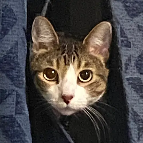 sabrinamason's avatar